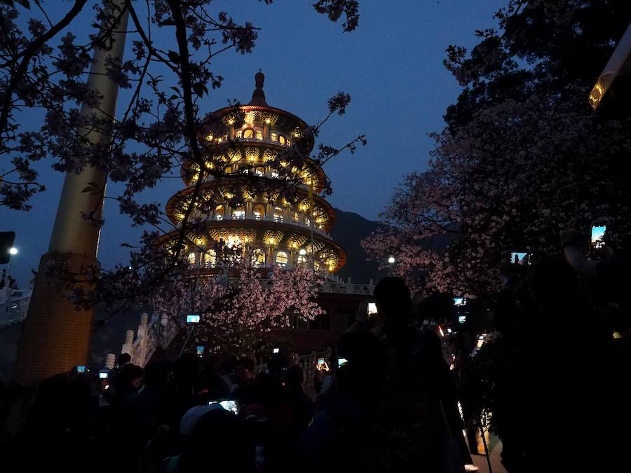 La primavera ha llevado a Tokio y Taiwan con los cerezos en flor, que originan bellas estampas.. 