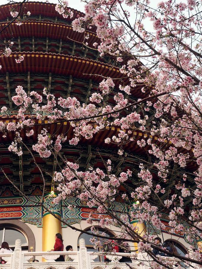 La primavera ha llevado a Tokio y Taiwan con los cerezos en flor, que originan bellas estampas.. 