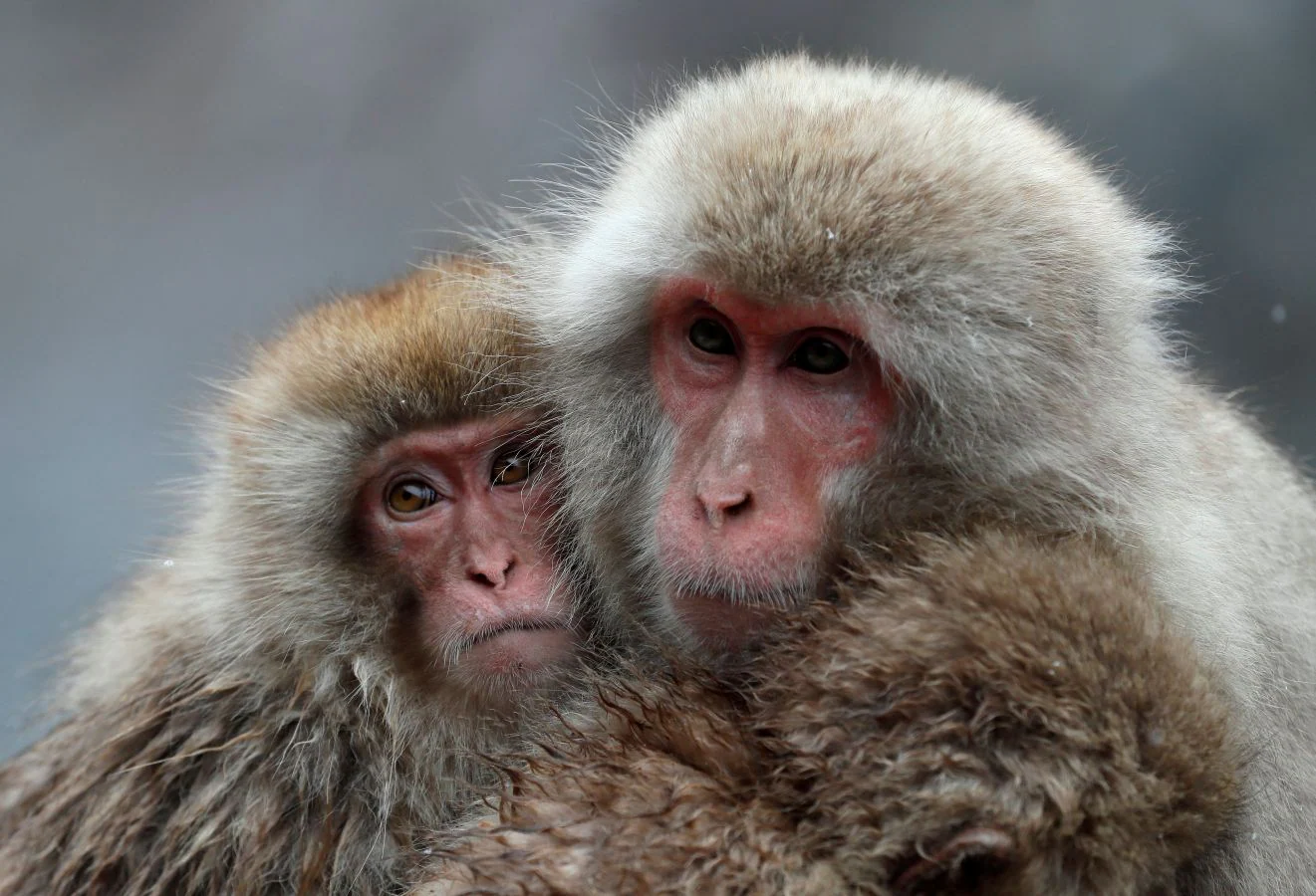 Fotos Baño Termal Para Los Macacos El Diario Vasco