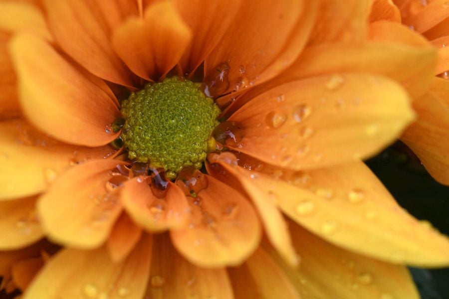 Segura ha celebrado su tradicional Feria de Flores y Plantas, y han sido muchos los vecinos de la localidad que se han acercado a la cita primaveral.
