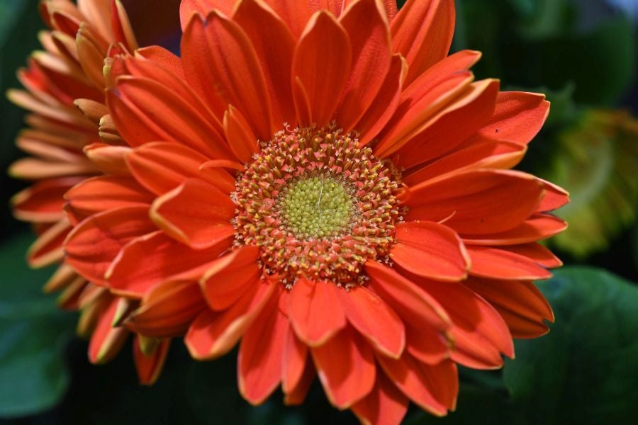 Segura ha celebrado su tradicional Feria de Flores y Plantas, y han sido muchos los vecinos de la localidad que se han acercado a la cita primaveral.