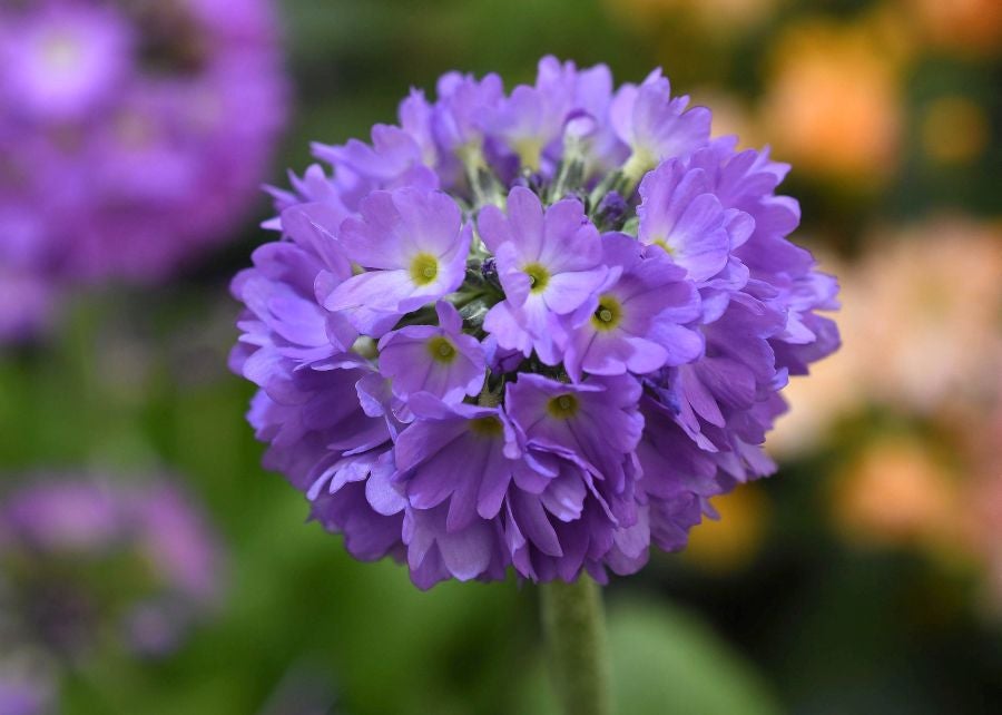 Segura ha celebrado su tradicional Feria de Flores y Plantas, y han sido muchos los vecinos de la localidad que se han acercado a la cita primaveral.