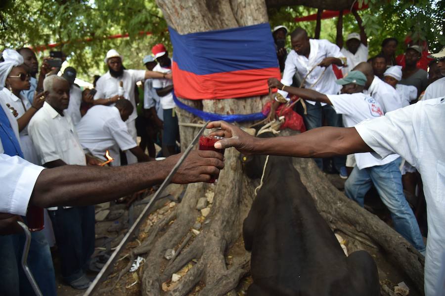 Los seguidores vudú siguen activos en Haití. Vestidos de blanco, sacrifican toros, gallinas o cabras y se untan el cuerpo con su sangre para sumergirse después en una piscina sagrada, llamada Loa, el espíritu que ayuda a gobernar el universo. 