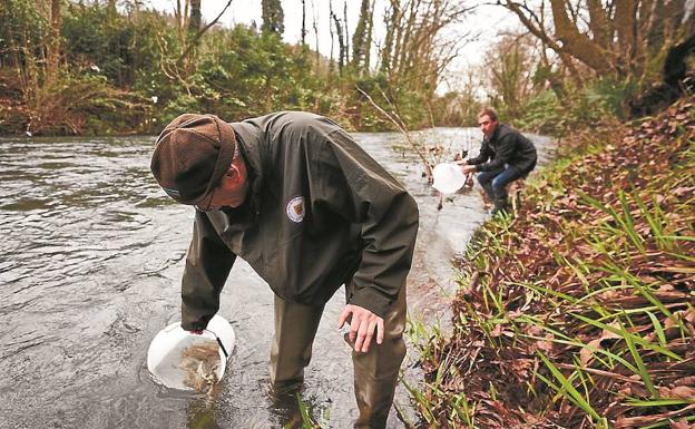 Técnicos de la Diputación, en una suelta de alevines de salmón en aguas del río Urumea