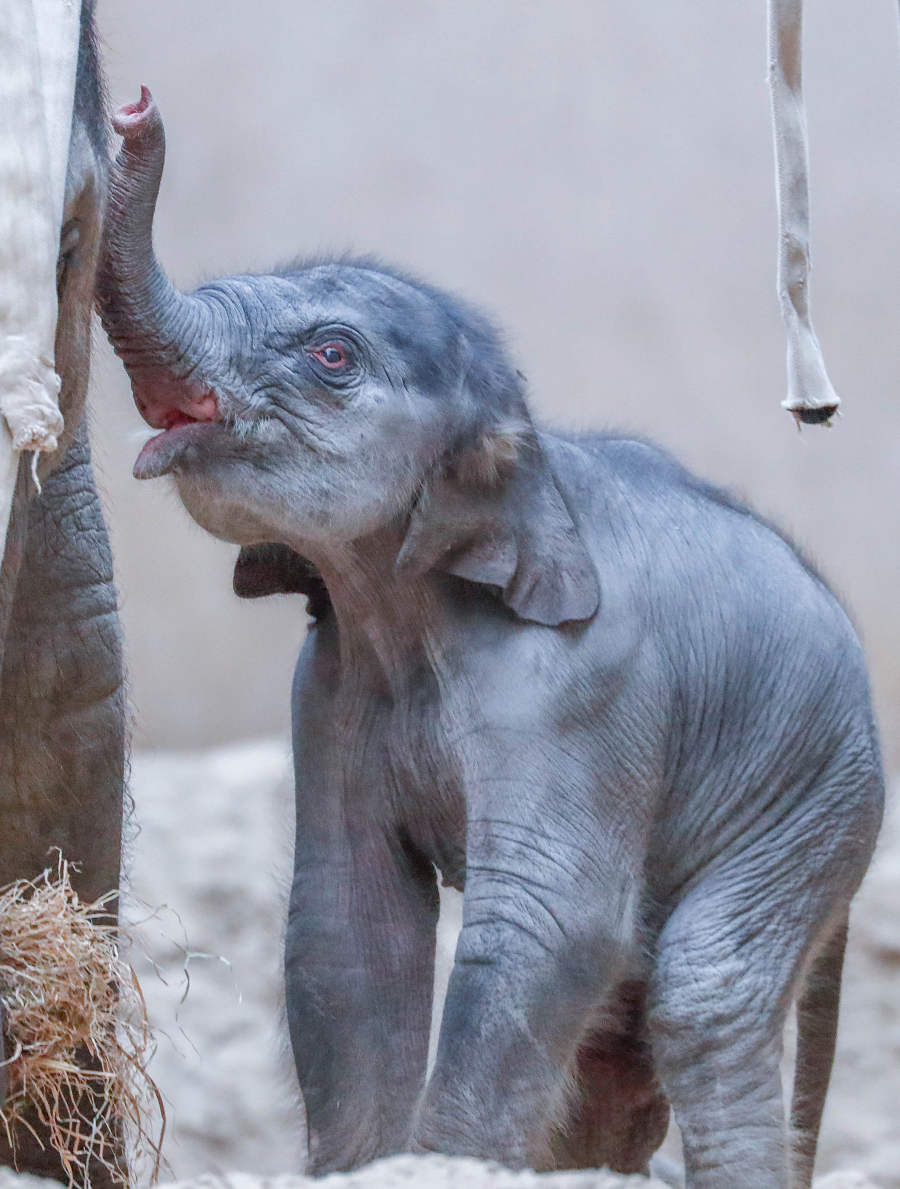 Un elefante asiático recién nacido es fotografiado con miembros de su familia el primer día de una presentación pública en el zoológico de Planckendael en Mechelen, Bélgica. 