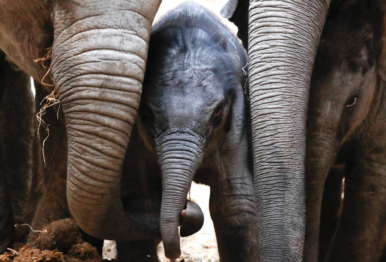 Un elefante asiático recién nacido es fotografiado con miembros de su familia el primer día de una presentación pública en el zoológico de Planckendael en Mechelen, Bélgica. 