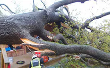 El árbol caído en el entorno de una de las cabañas del centro Ekogunea, en San Sebastián. 