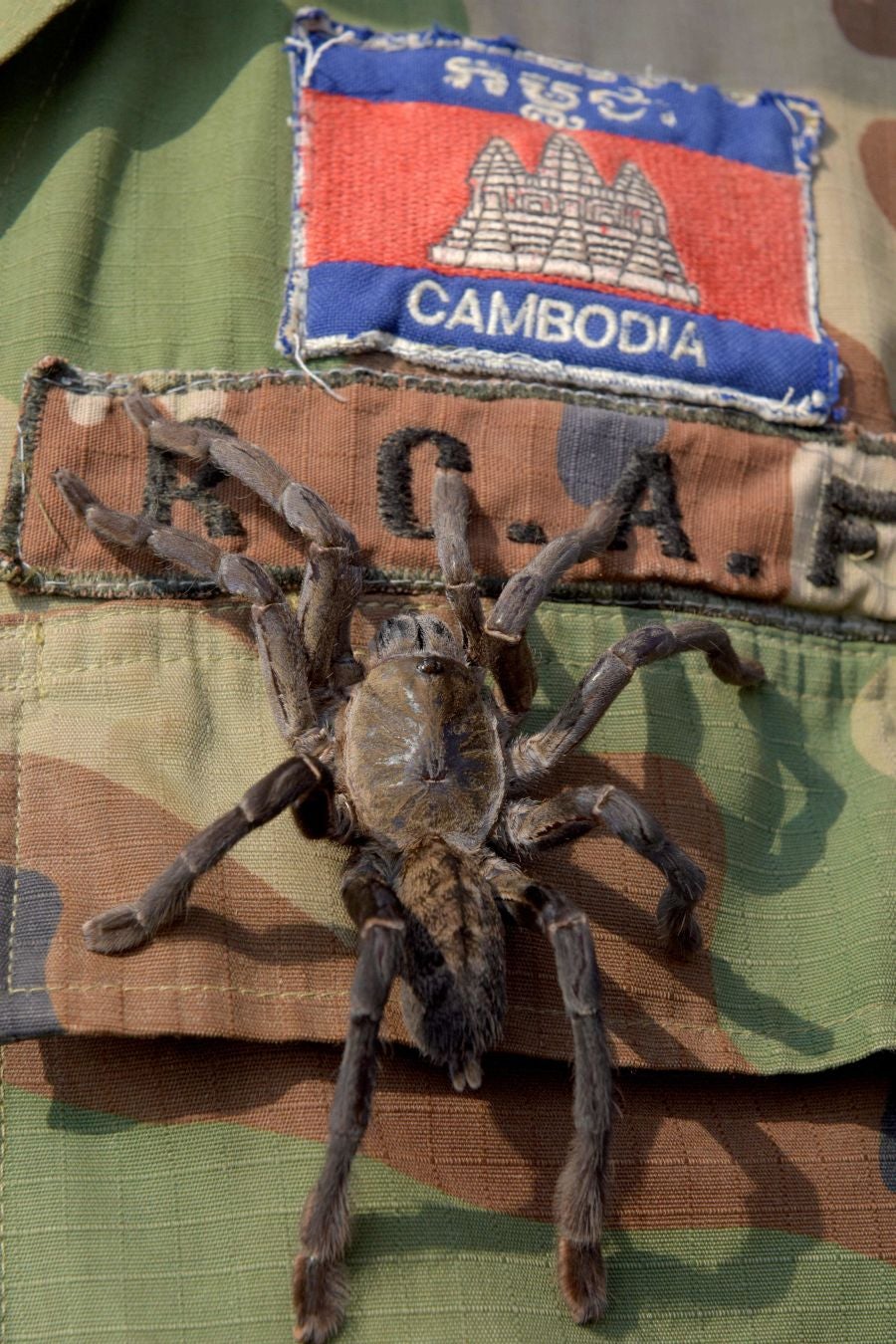 Aunque en occidente pueda parecer un plato poco apetitoso, las tarántulas son consideradas un manjar en Camboya. Tanto, que la caza furtiva de estas arañas, unida a la deforestación, amenazan con terminar con ellas.