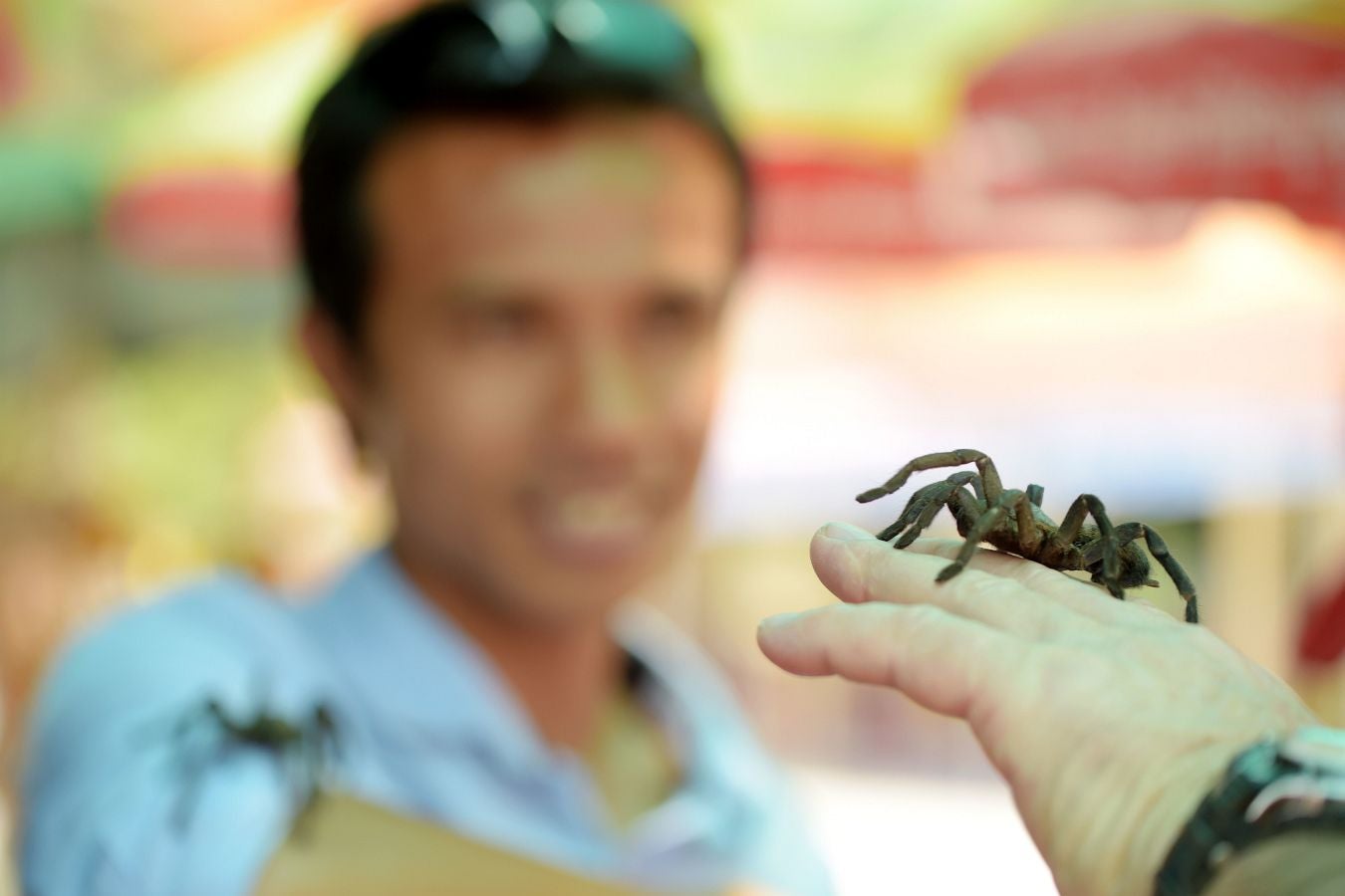 Aunque en occidente pueda parecer un plato poco apetitoso, las tarántulas son consideradas un manjar en Camboya. Tanto, que la caza furtiva de estas arañas, unida a la deforestación, amenazan con terminar con ellas.