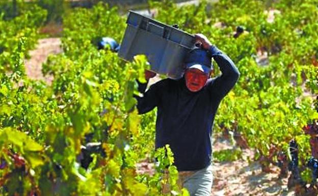 Un hombre vendimia en los viñedos de una bodega de Labastida. 