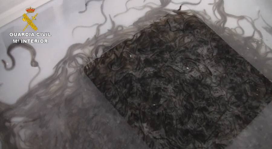 Se intensifican las operaciones de contrabando de esta especie en extinción