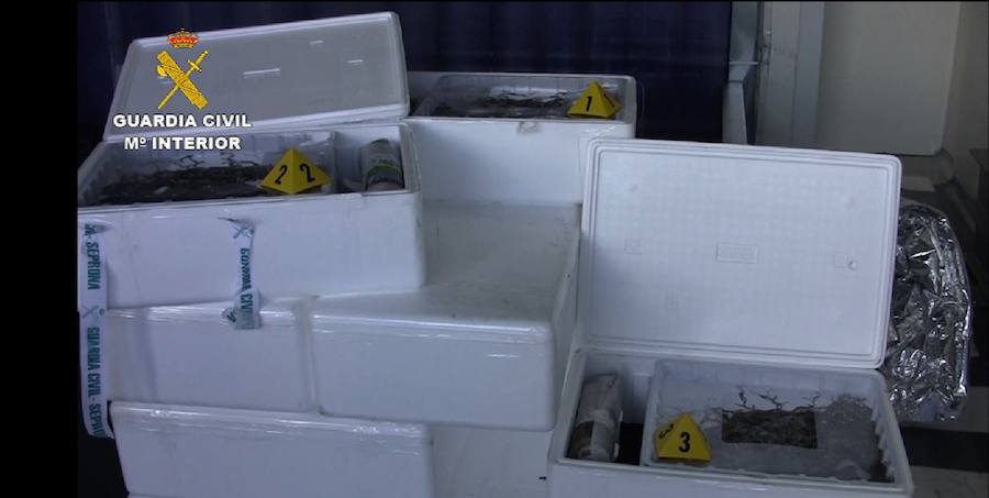 Se intensifican las operaciones de contrabando de esta especie en extinción