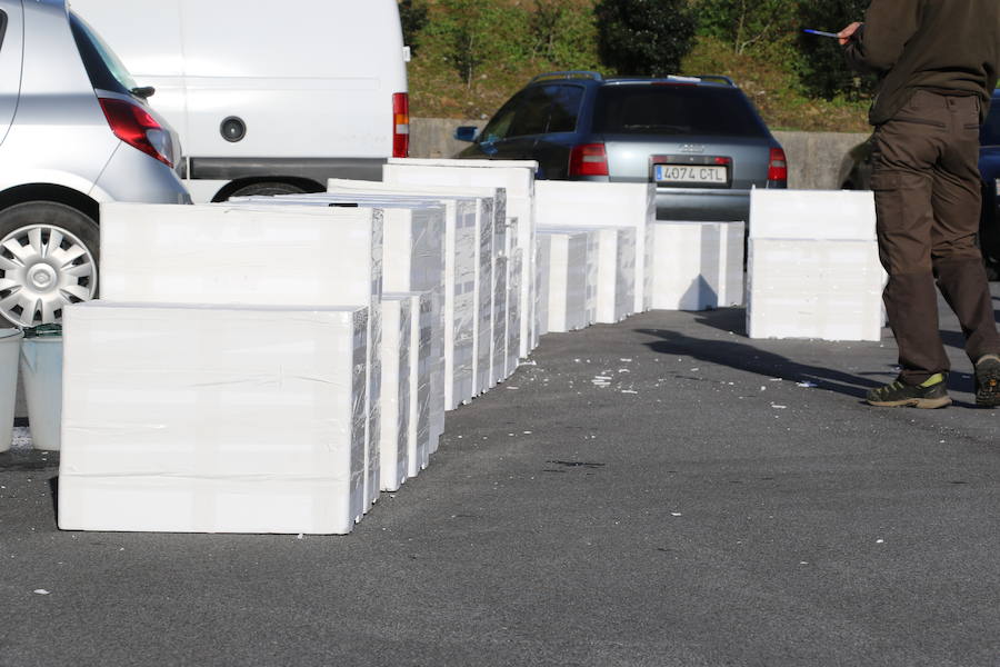 Se intensifican las operaciones de contrabando de esta especie en extinción