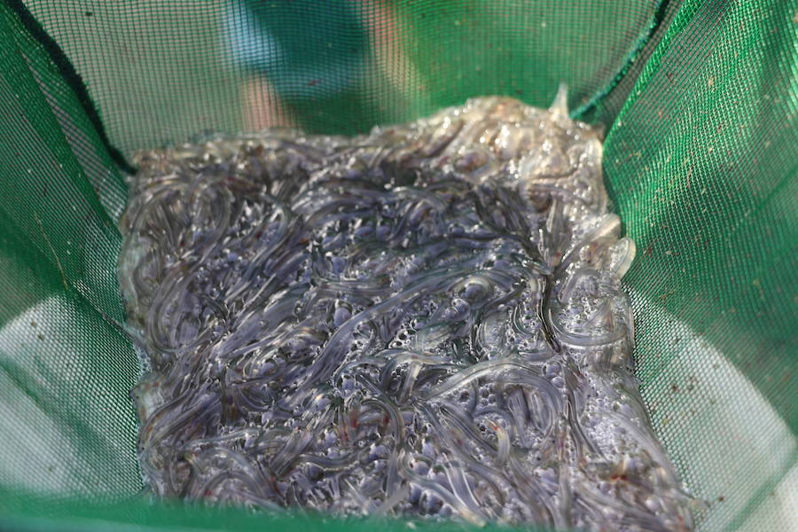 Se intensifican las operaciones de contrabando de esta especie en extinción