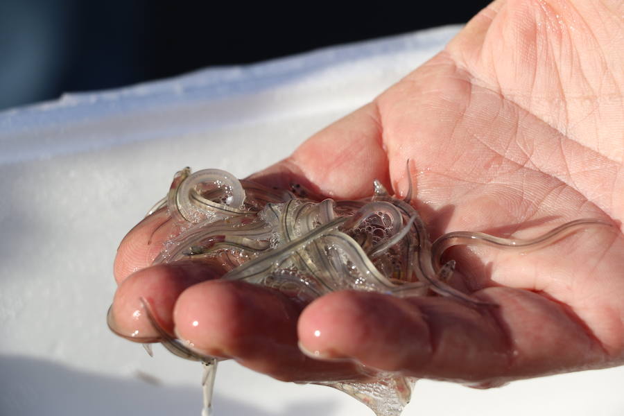 Se intensifican las operaciones de contrabando de esta especie en extinción