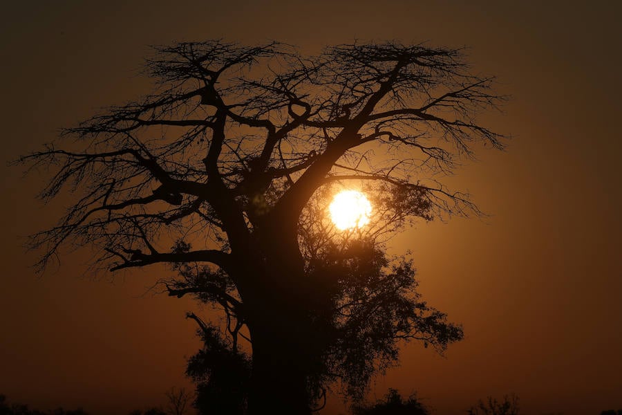 El delta del río Okavango es Patrimonio Mundial. Ejemplo único de interacción de procesos climáticos, hidrológicos y biológicos, se sitúa al noroeste de Botswana y está formado por una planicie de pantanos permanentes y praderas que se inundan de manera estacional. Se trata de un complejo de zonas húmedas prácticamente intacto. Es uno de los pocos sistemas de deltas interiores del mundo que carece de desembocadura al mar.