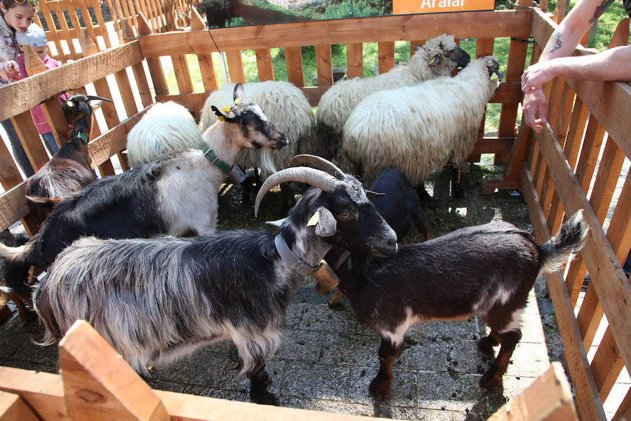 Idiazabal ha vivido este domingo una nueva edición de la Feria del Queso Vasco.