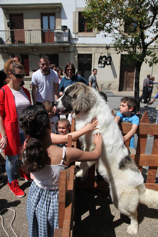 Idiazabal ha vivido este domingo una nueva edición de la Feria del Queso Vasco.