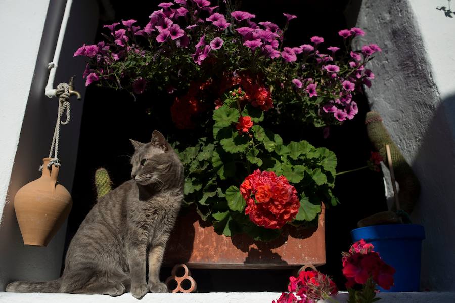 Córdboa vive estos días su tradicional fiesta de los patios, que llena de aroma y color sus calles con multicolores flores. El evento atrae a miles de turistas cada año.