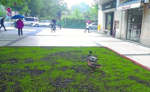 Patos en los jardines de Sancho el Sabio, en San Sebastián, a finales de abril