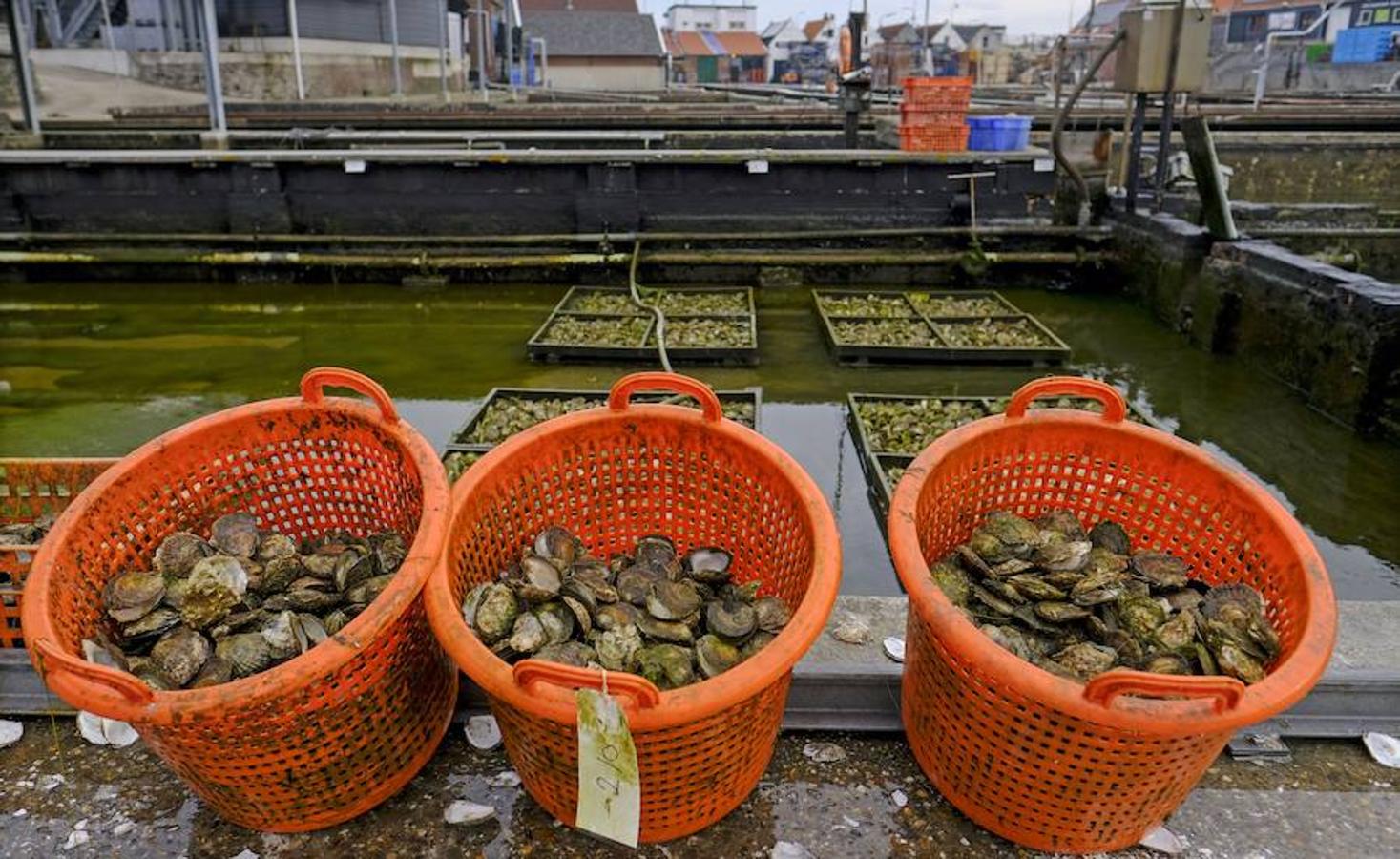 La granja de ostras de Yerseke se sitúa a lo largo del estuario de Oosterschelde, en la provincia de Zelanda, Países Bajos. En Zelanda se crían dos tipos de ostras, el Zeeland Flat Oyster y el Creuse. Las primeras tardan unos seis años en ser completamente cultivadas, mientras que las otras tardan dos años. 