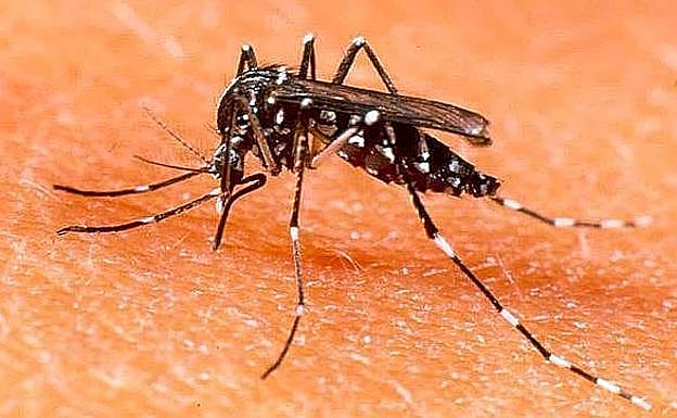 Gipuzkoa se salva de la expansión del mosquito tigre