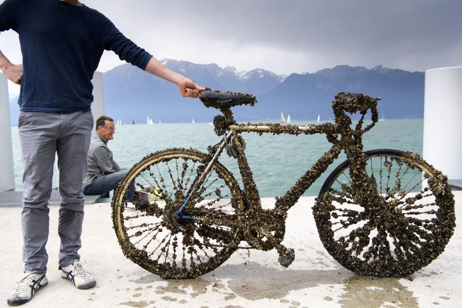 Imágenes tomadas durante la novena edición del evento de limpieza 'Net'Leman' , en Vevey, Suiza. El Net'Leman es un evento de un día en el que los voluntarios limpian el lago de Ginebra y sus costas. Este año la protagonista es una bicicleta cubierta de mejillones.