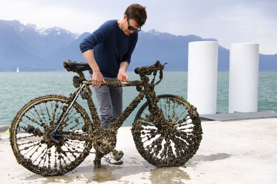 Imágenes tomadas durante la novena edición del evento de limpieza 'Net'Leman' , en Vevey, Suiza. El Net'Leman es un evento de un día en el que los voluntarios limpian el lago de Ginebra y sus costas. Este año la protagonista es una bicicleta cubierta de mejillones.