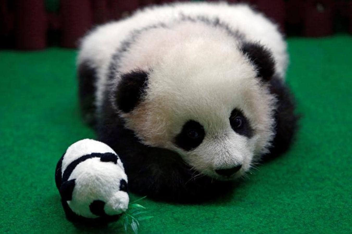 Un empleado del zoológico lleva al cachorro de panda gigante hembra de cuatro meses de edad, nacido de la madre Liang Liang y el padre Xing Xing, en exhibición al público por primera vez en el Zoológico Nacional en Kuala Lumpur, Malasia.