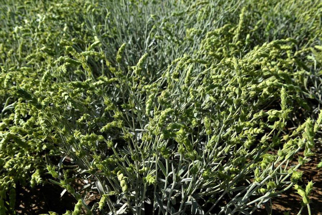 En los últimos meses, recolectores de hierbas de la vecina Albania han descendido a los prados de las montañas de Grecia, haciéndose ilegalmente con grandes cantidades de hierbas aromáticas. La variedad más preciada que buscan los incursores es la primula veris, más comúnmente conocida como prímula.