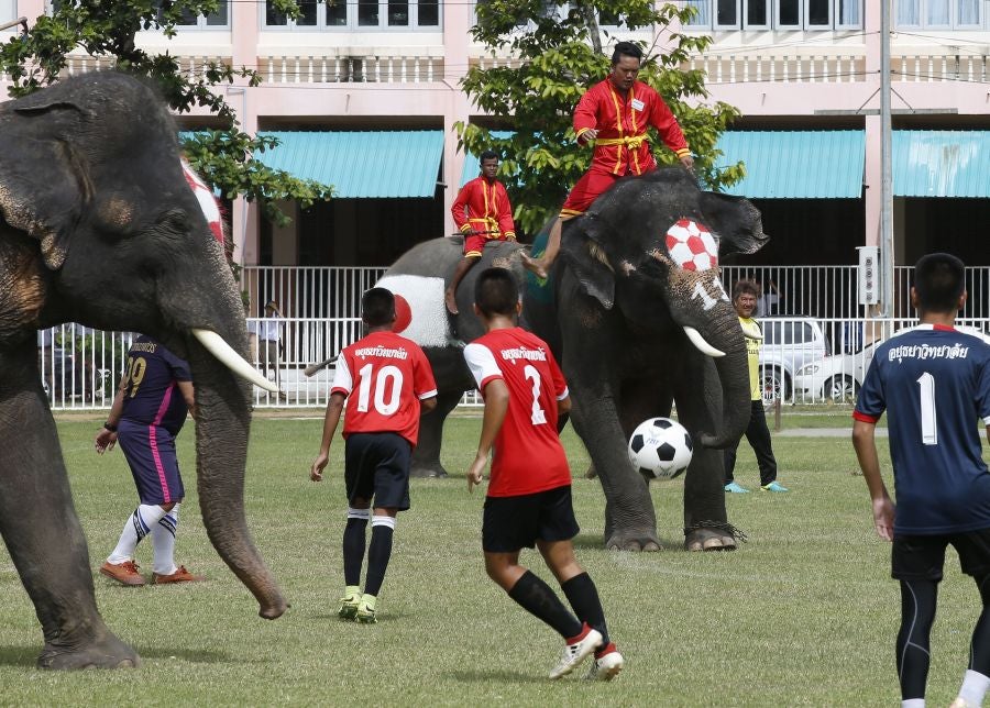 En Ayutthaya, al norte de Bangkok, han organizado este curioso partido de fútbol entre elefantes para promocionar el Mundial que arranca este mismo viernes