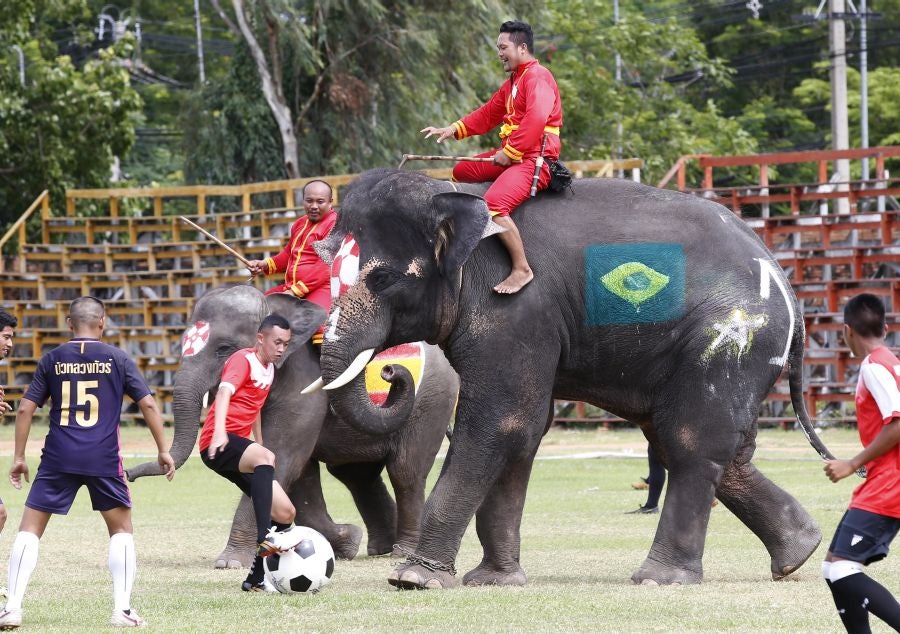 En Ayutthaya, al norte de Bangkok, han organizado este curioso partido de fútbol entre elefantes para promocionar el Mundial que arranca este mismo viernes