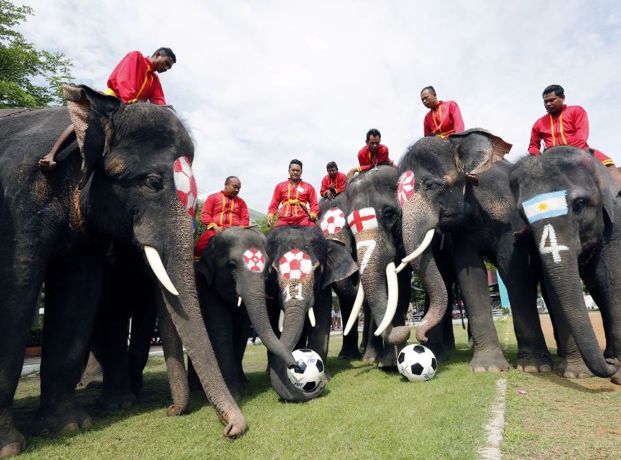 En Ayutthaya, al norte de Bangkok, han organizado este curioso partido de fútbol entre elefantes para promocionar el Mundial que arranca este mismo viernes