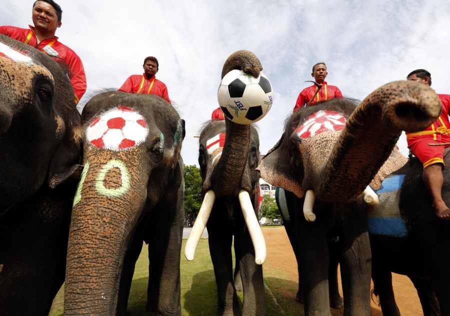 En Ayutthaya, al norte de Bangkok, han organizado este curioso partido de fútbol entre elefantes para promocionar el Mundial que arranca este mismo viernes