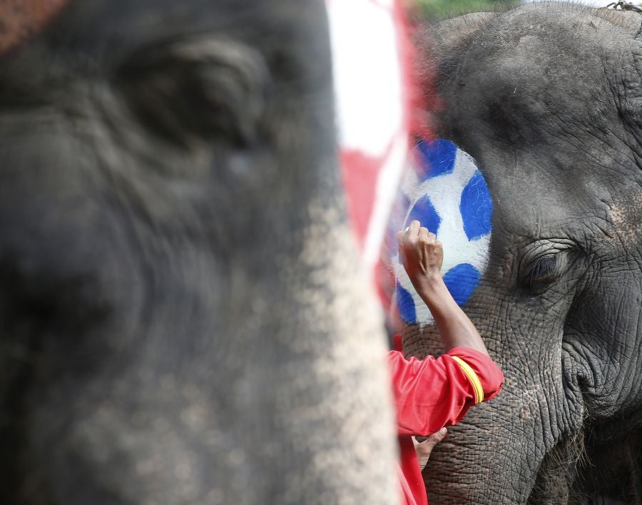 En Ayutthaya, al norte de Bangkok, han organizado este curioso partido de fútbol entre elefantes para promocionar el Mundial que arranca este mismo viernes