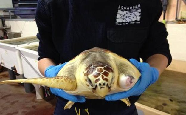 Imagen de la tortuga 'Donosti', felizmente recuperada.