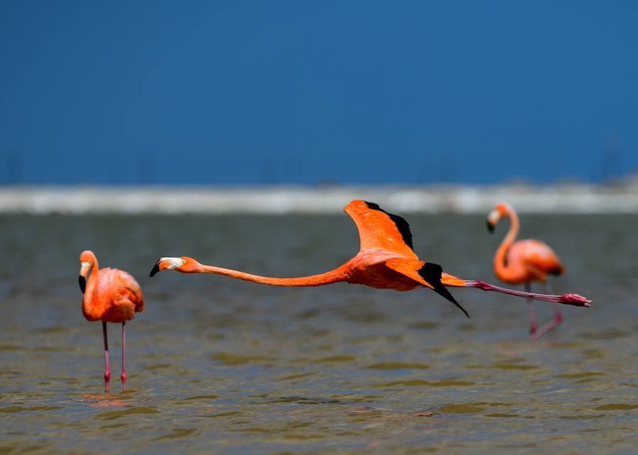 La Reserva de la Biosfera Río Lagartos, México, tiene nuevos inquilinos: flamencos rosados. El número de estas aves es cada vez es mayor en este país. De hecho, al menos 21.960 nidos fueron registrados en esta temporada de anidación, una cifra histórica según las autoridades mexicanas