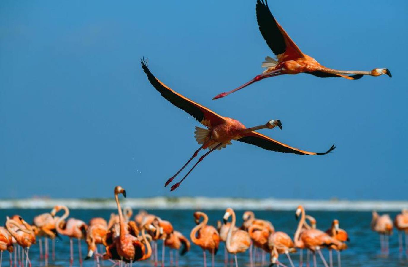 La Reserva de la Biosfera Río Lagartos, México, tiene nuevos inquilinos: flamencos rosados. El número de estas aves es cada vez es mayor en este país. De hecho, al menos 21.960 nidos fueron registrados en esta temporada de anidación, una cifra histórica según las autoridades mexicanas