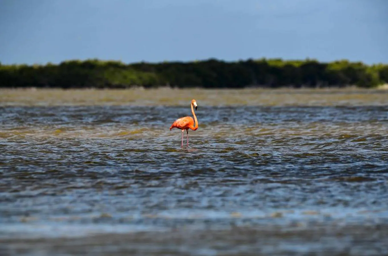 La Reserva de la Biosfera Río Lagartos, México, tiene nuevos inquilinos: flamencos rosados. El número de estas aves es cada vez es mayor en este país. De hecho, al menos 21.960 nidos fueron registrados en esta temporada de anidación, una cifra histórica según las autoridades mexicanas