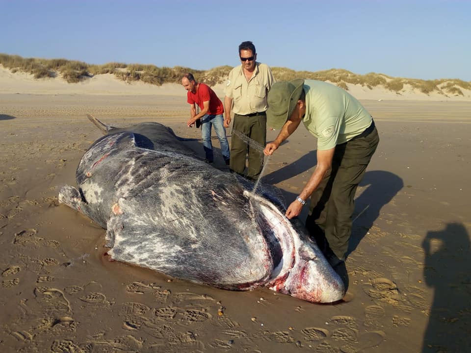 Esta semana un tiburón peregrino (Cetorhinus maximus) de nueve metros aparece muerto en una playa del espacio natural de Doñana, en Huelva.