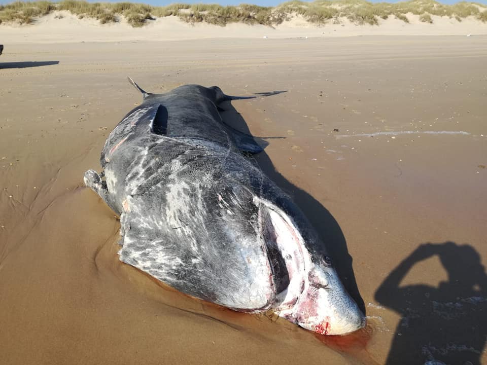 Esta semana un tiburón peregrino (Cetorhinus maximus) de nueve metros aparece muerto en una playa del espacio natural de Doñana, en Huelva.