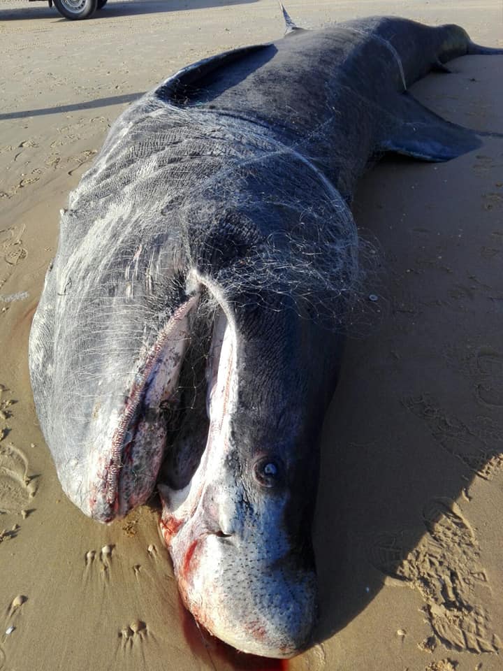 Esta semana un tiburón peregrino (Cetorhinus maximus) de nueve metros aparece muerto en una playa del espacio natural de Doñana, en Huelva.