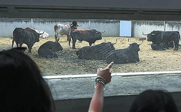 Los corrales con los toros preparados.