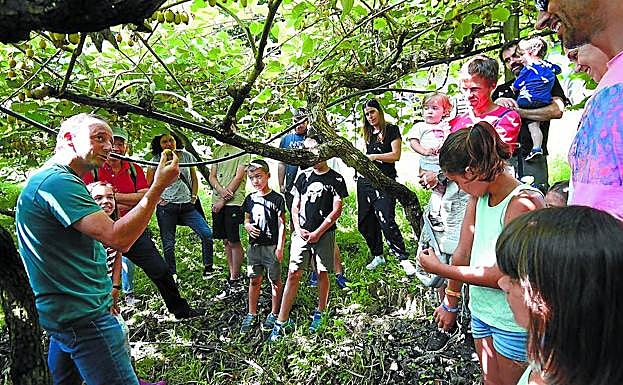 Olaizola explica como funcionan los árboles de kiwis y como es su proceso. 