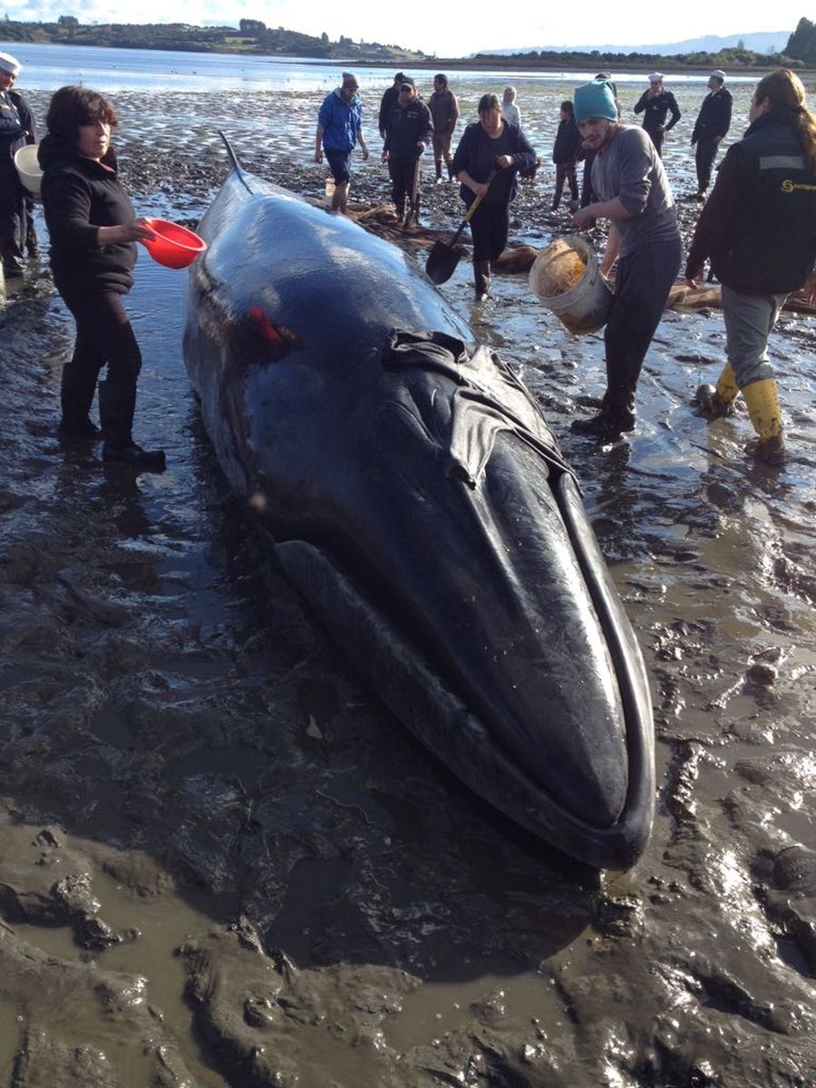 La ballena quedó varada en una playa de la Isla Quinchao y fue liberada por el Servicio Nacional de Pesca y Acuicultura y la Armada chilena.