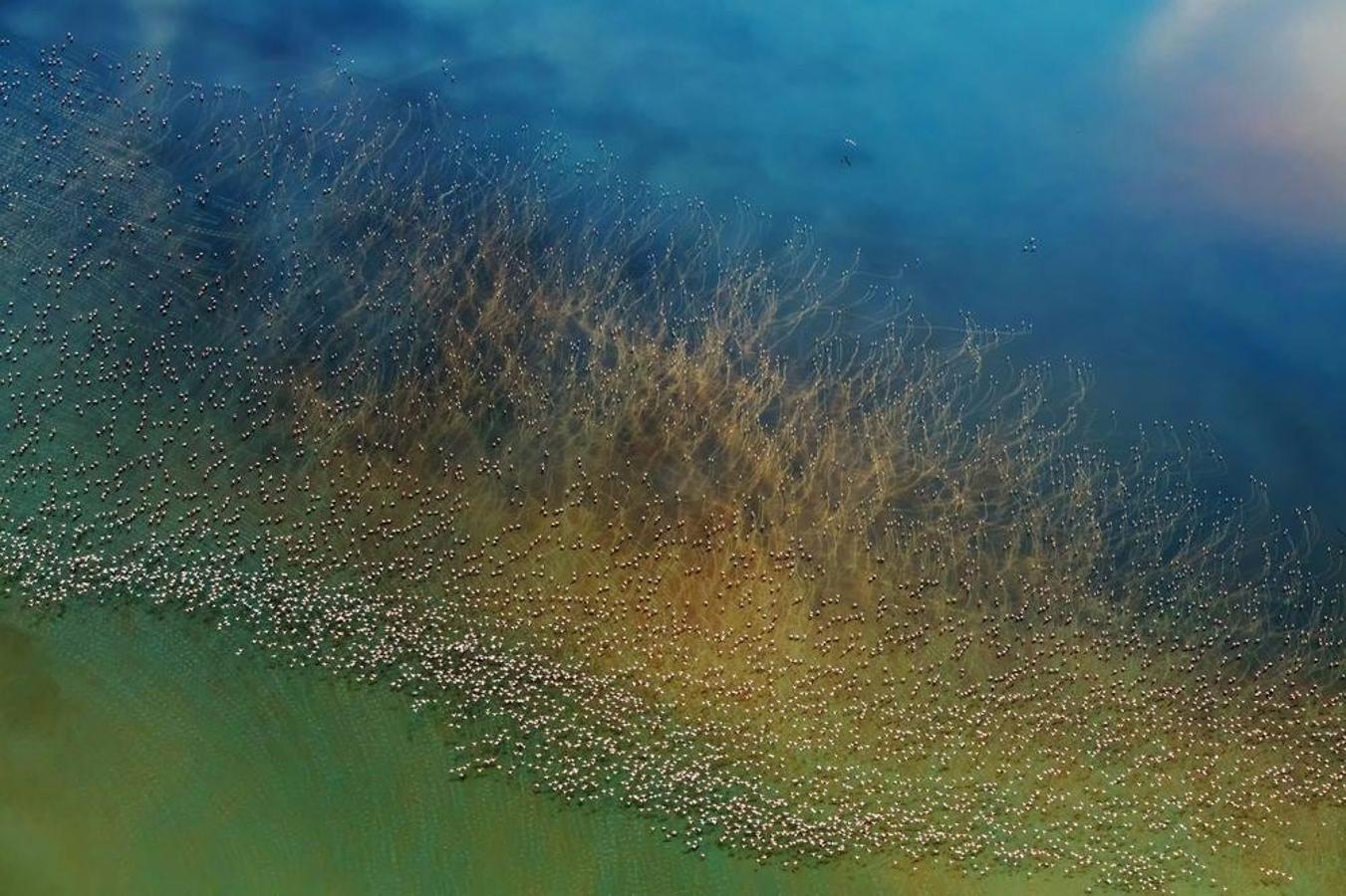 A unos 11.000 kilómetros de la ballena, un grupo de flamencos alzando el vuelo en el lago Natron, Tanzania, han conseguido el segundo premio en la categoría de Naturaleza. Allí, a la sombra del 'Ol Doinyo Lengai' (Montaña de Dios), un macizo de más de 3.000 metros de altitud que oculta el único volcán activo de Tanzania, el colorista lago Natrón siempre está listo para dar espectáculo. Se ha nutrido durante centurias de sus cenizas, una dieta que lo ha convertido en salino e inhóspito. Solo los flamencos hacen escala allí. Sus algas les resultan irresistibles.