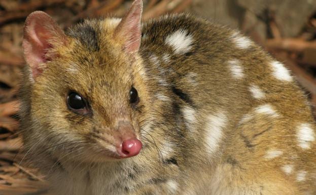 Dasyurus viverrinus da quollaren izen zientifikoa. 