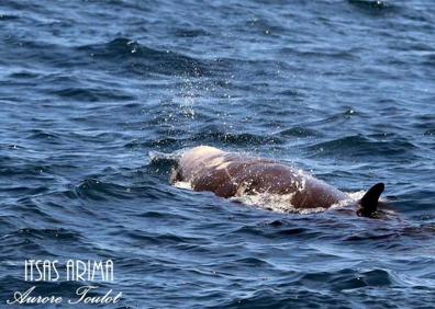 Imagen secundaria 1 - Diferentes imágenes de los cetáceos avistados en las costas de Donostia.