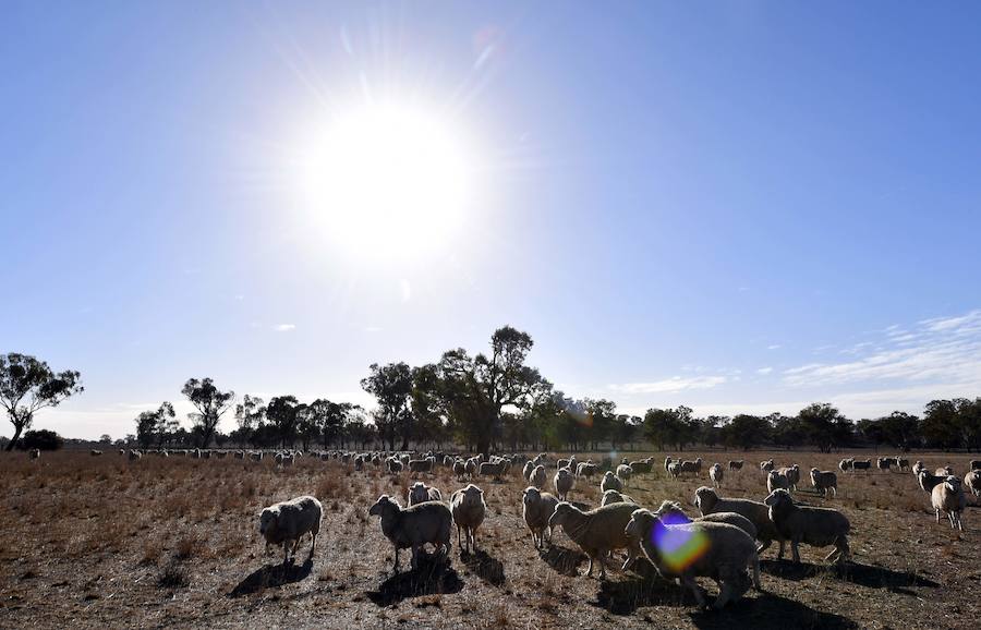 Australia vive, en pleno invierno austral una de las peores sequías en las últimas décadas. Afecta al este y sureste del país en todo el territorio de Nueva Gales del Sur, que es 1,5 veces más grande que España, y a cerca del 60% de su vecino Queensland, que mide casi tanto como México.