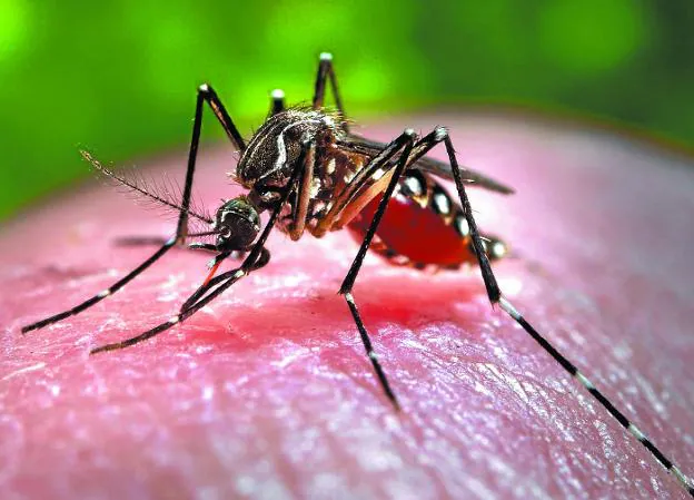 Este mosquito es vector de varias enfermedades tropicales como el Denge, Chikungunya o Zika.